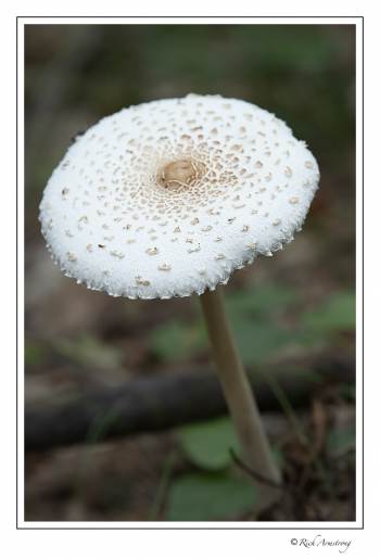 fungi 3.jpg